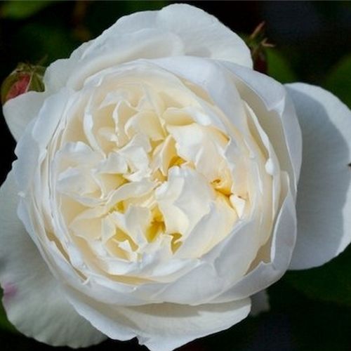 E-commerce, vendita, rose, in, vaso rose inglesi - bianco - Rosa White Mary Rose™ - rosa dal profumo discreto - David Austin - Rosa inglese bianca. Il suo germoglio è di colore rosa chiaro, ma quando è fiorita è di colore bianco.
